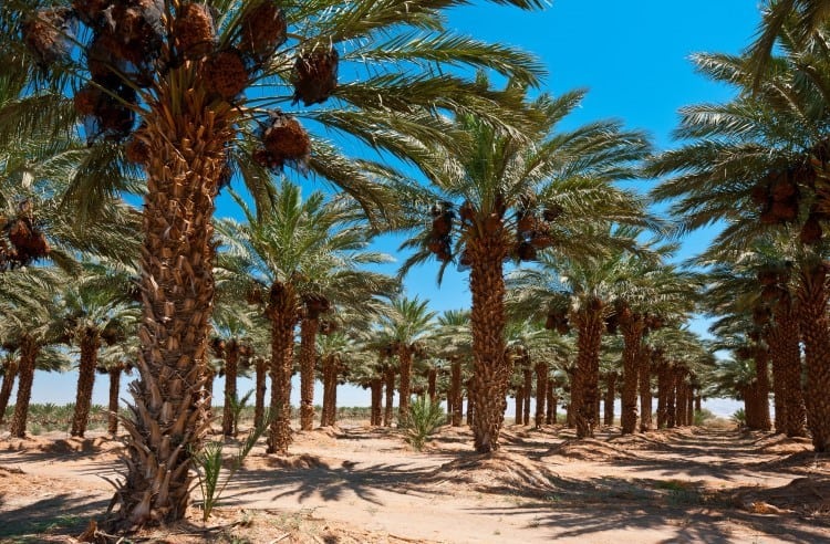 plantation of date palms in the jordan valley, israel