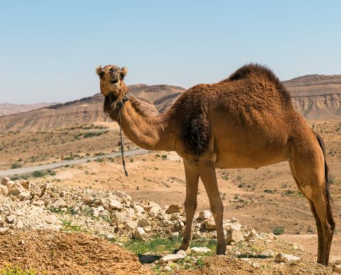 camel in the negev desert, israel