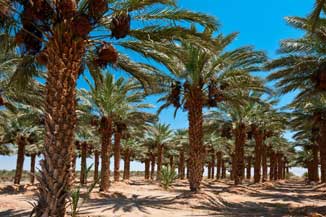 palms in israel
